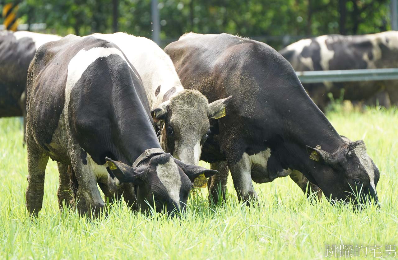 [花蓮親子景點]瑞穗牧場- 山下寬闊牧場看乳牛悠閒吃草，瑞穗鮮奶甜點好吃值得買