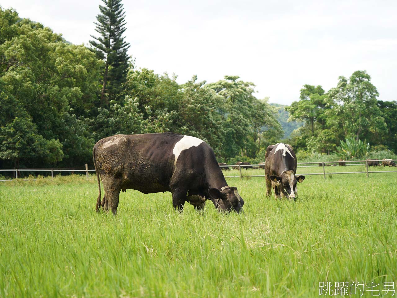 [花蓮親子景點]瑞穗牧場- 山下寬闊牧場看乳牛悠閒吃草，瑞穗鮮奶甜點好吃值得買