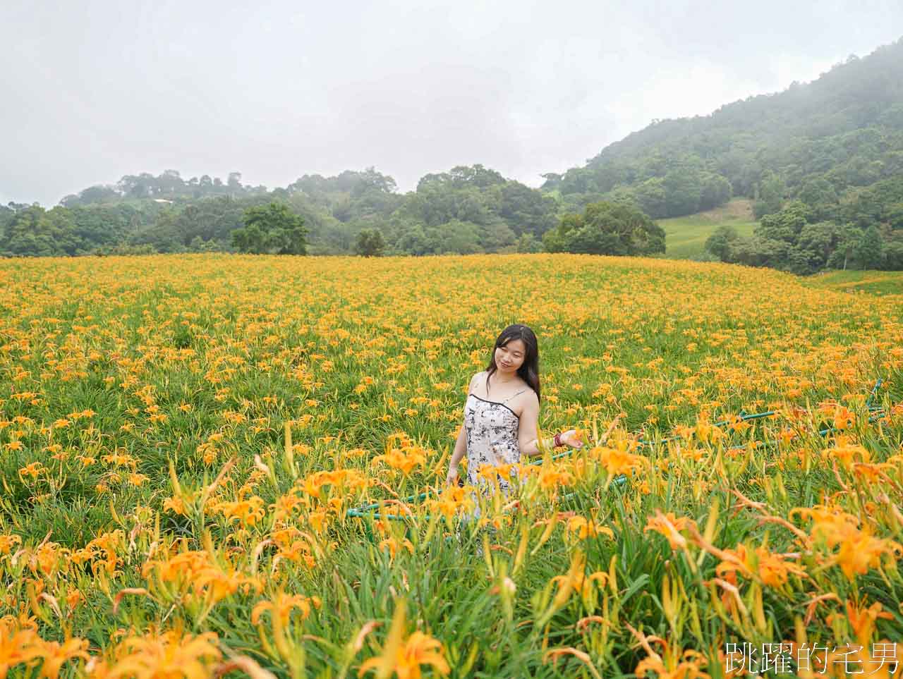 [花蓮玉里景點] 2024赤科山金針花-絕美花海宛如金黃色地毯鋪滿大地，赤科山路況、即時影像