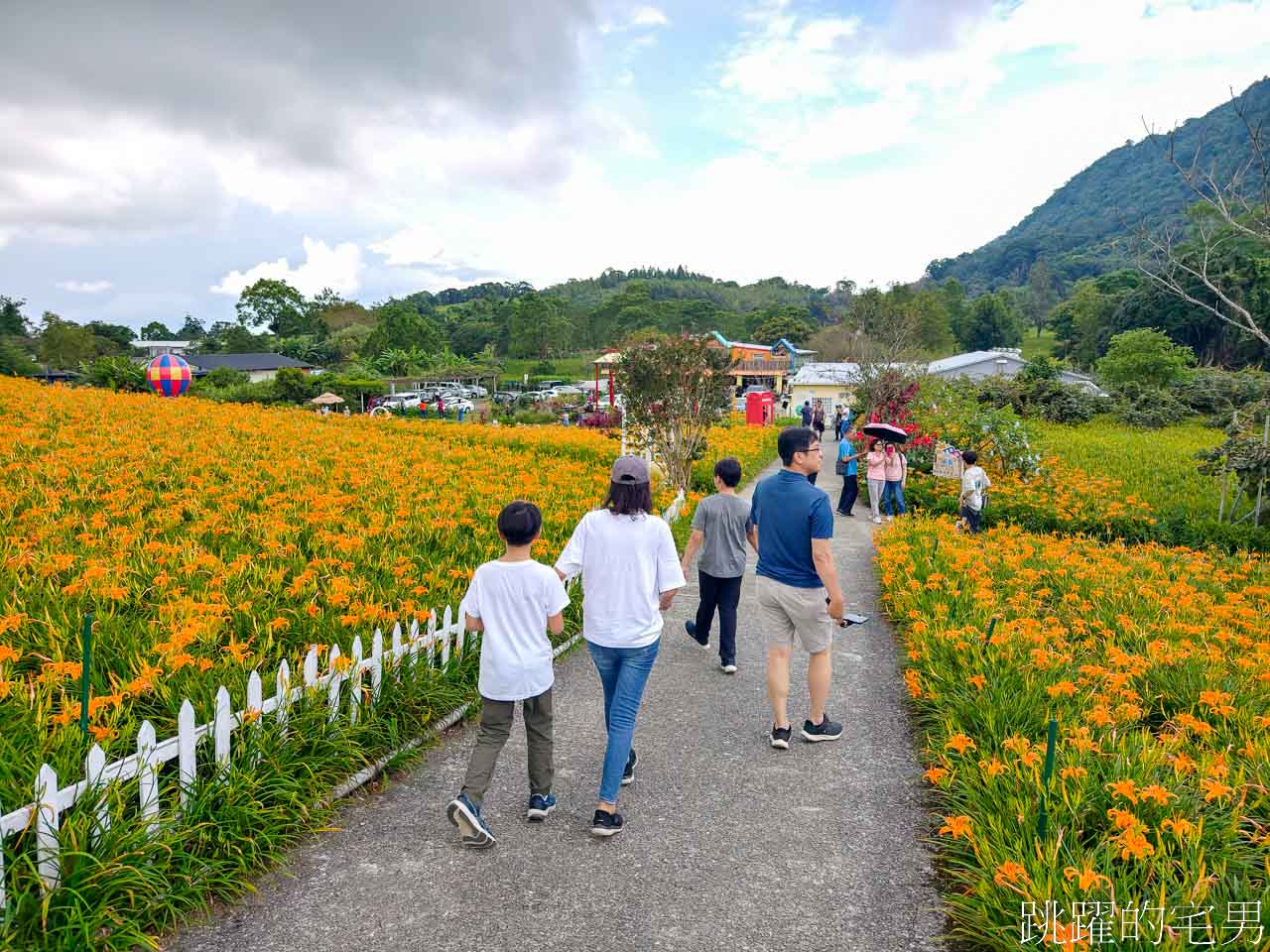 [花蓮玉里景點] 2024赤科山金針花-絕美花海宛如金黃色地毯鋪滿大地，赤科山路況、即時影像