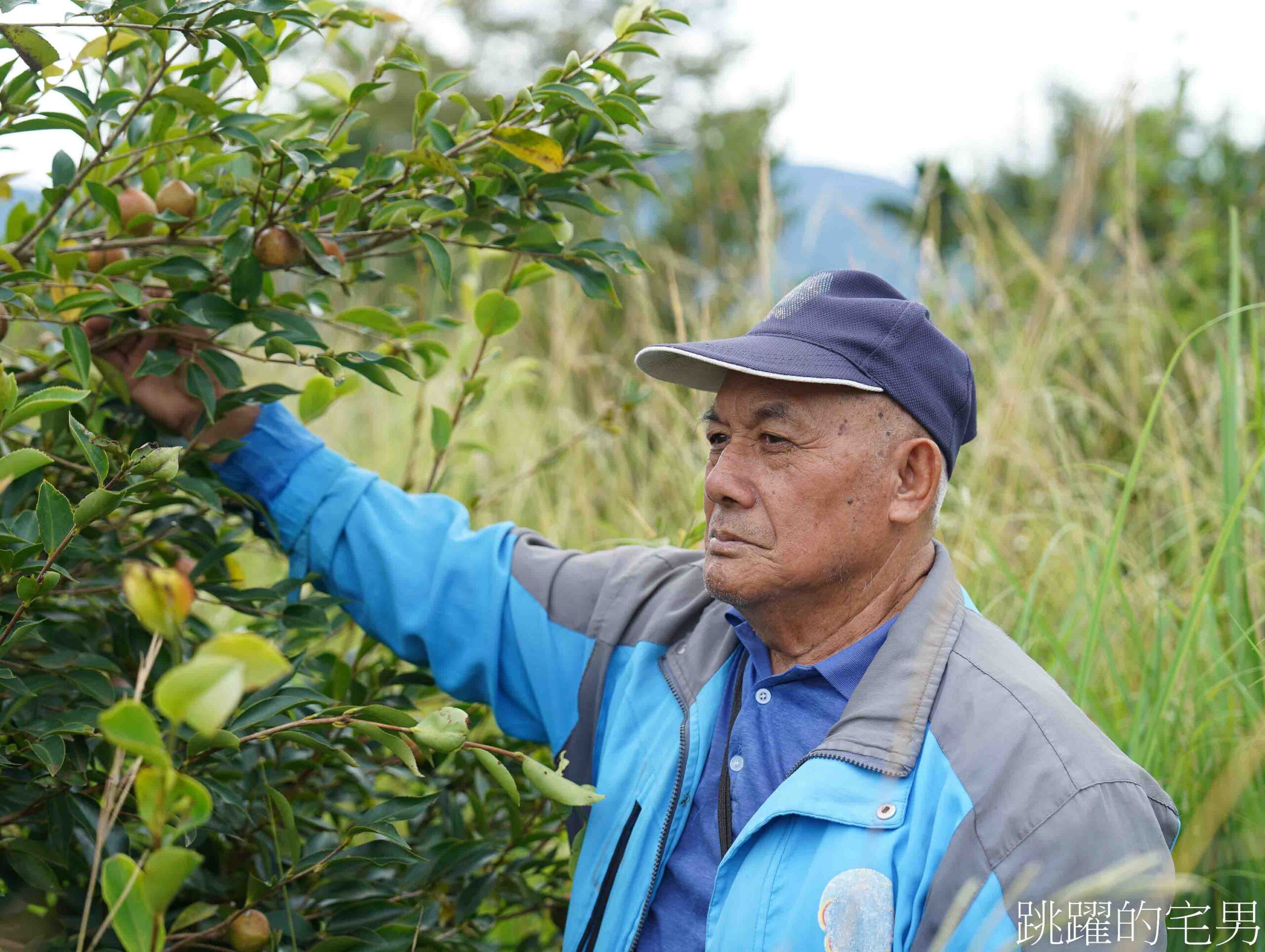 [花蓮苦茶油推薦]山上那良農場-來自山上部落的台灣有機苦茶油，農糧署國產茶油品評「特優 」