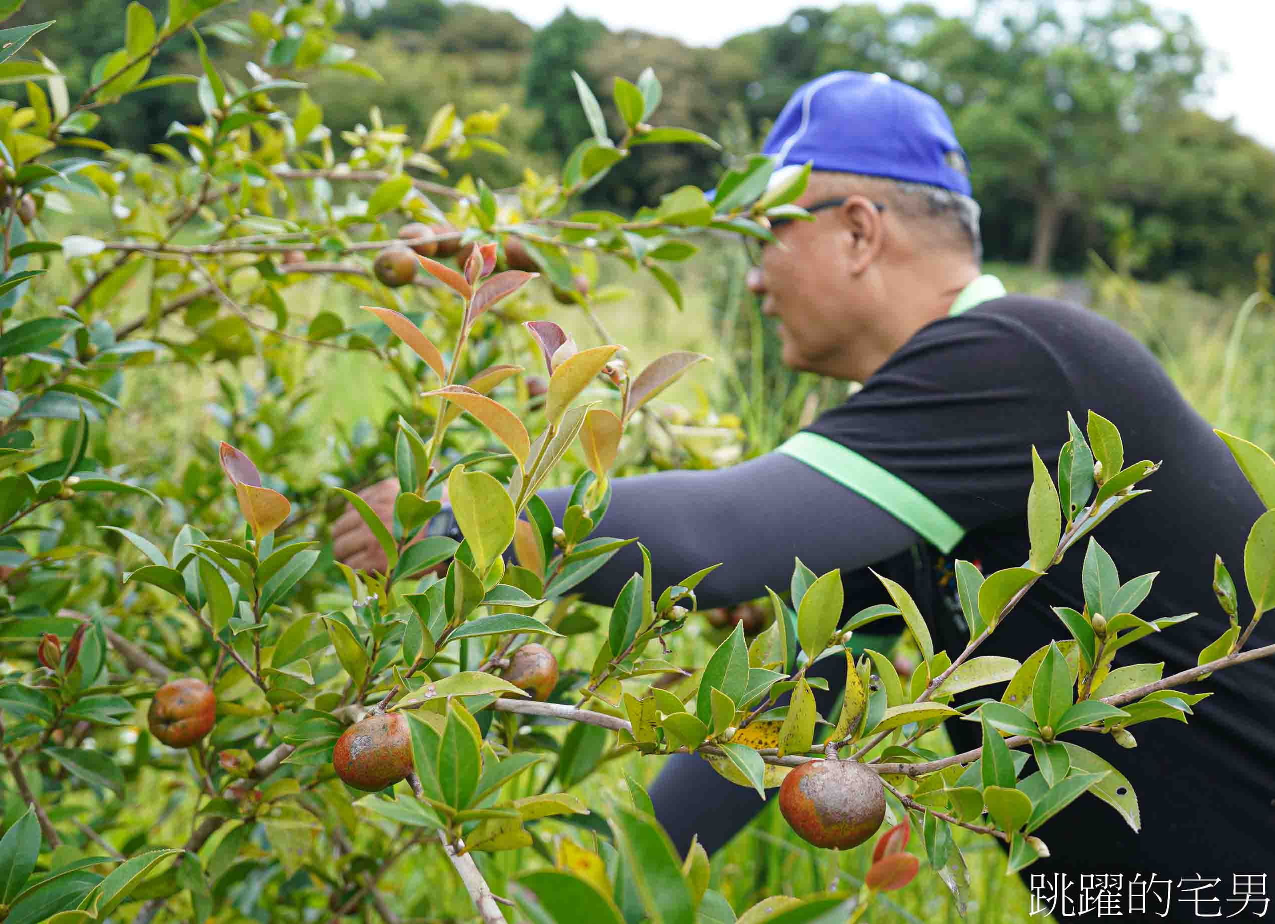 [花蓮苦茶油推薦]山上那良農場-來自山上部落的台灣有機苦茶油，農糧署國產茶油品評「特優 」