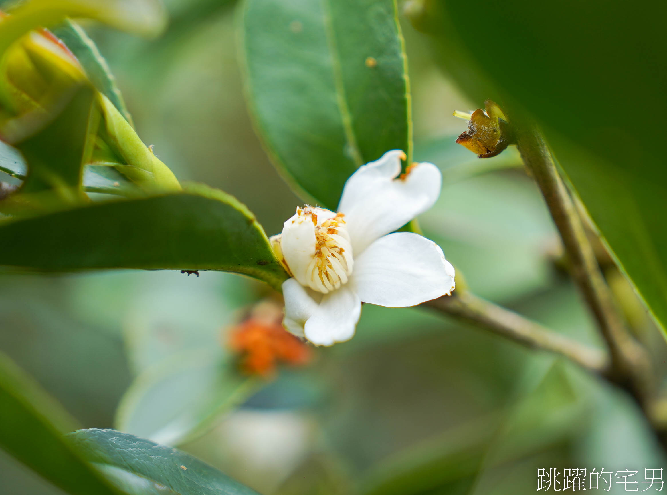 [台灣苦茶油推薦]阿步農園-農糧署全國賽第一名「教科書等級般的草生栽培」20年老欉油茶樹，花蓮有機苦茶油推薦