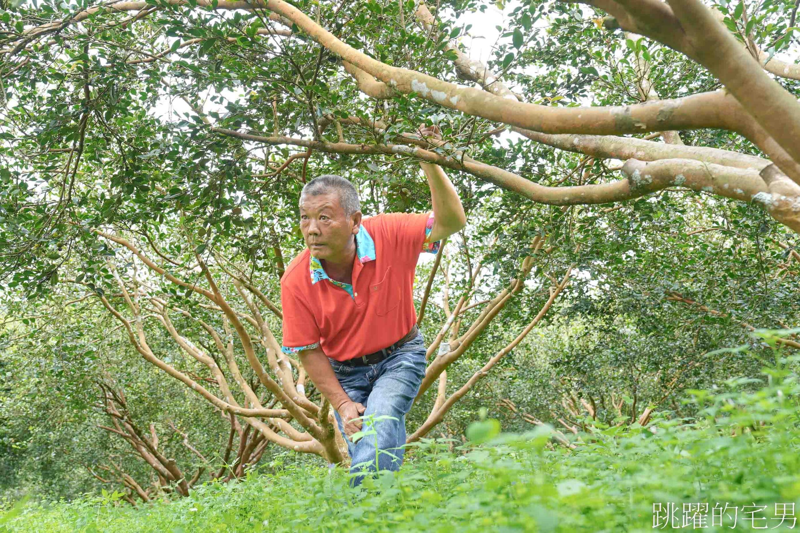 受保護的內容: [台灣苦茶油推薦]阿步農園-農糧署全國賽第一名「教科書等級般的草生栽培」20年老欉油茶樹，花蓮有機苦茶油推薦 @跳躍的宅男