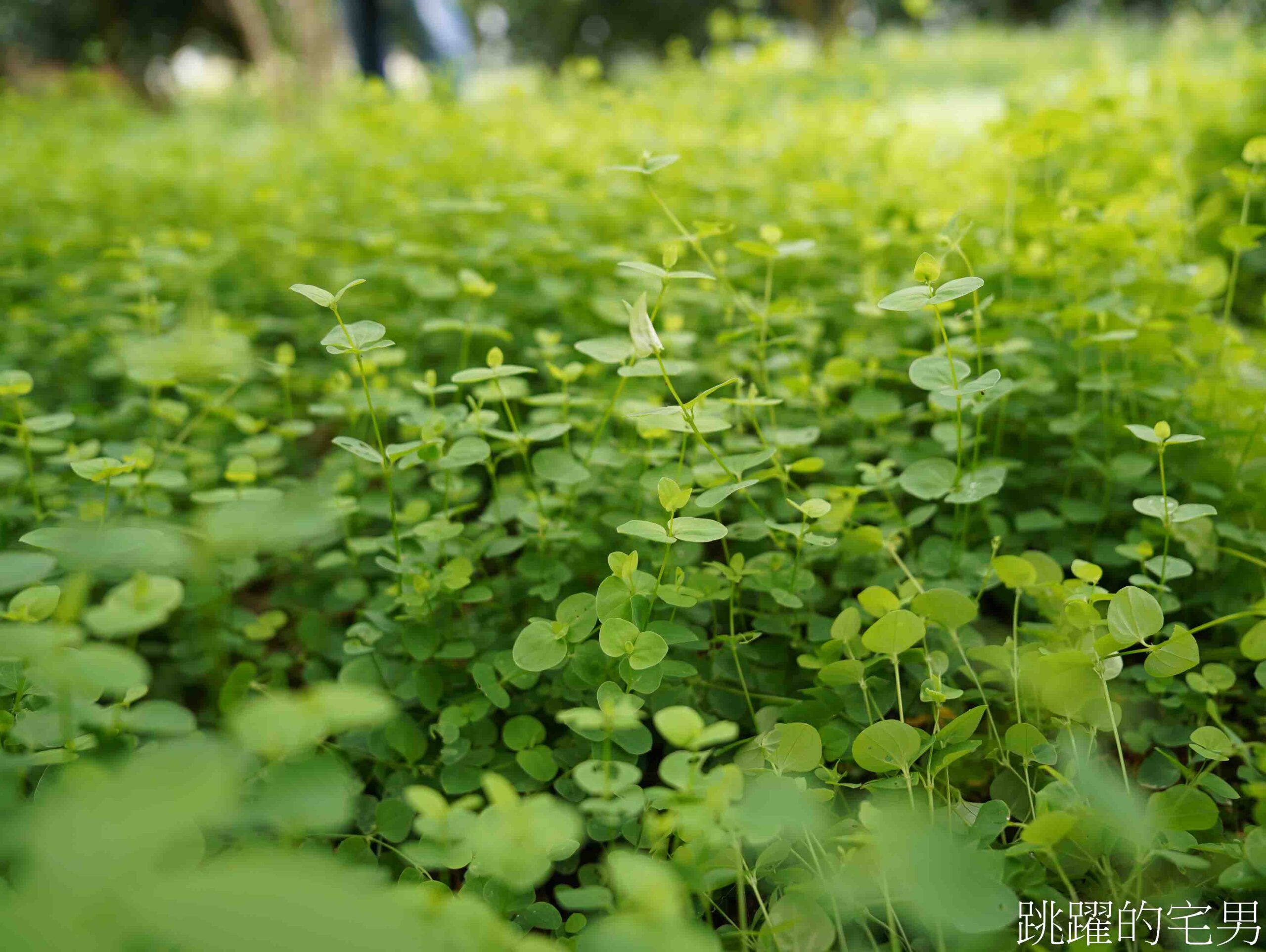 [台灣苦茶油推薦]阿步農園-農糧署全國賽第一名「教科書等級般的草生栽培」20年老欉油茶樹，花蓮有機苦茶油推薦