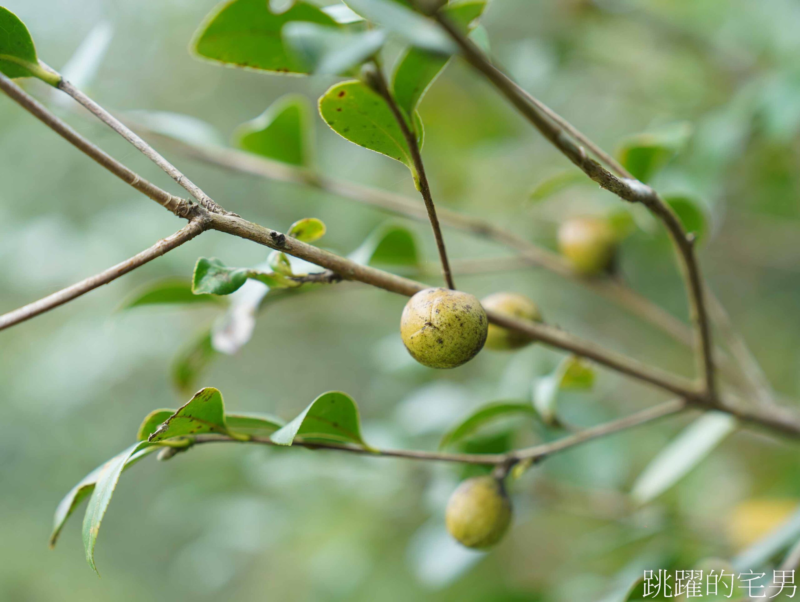 [台灣苦茶油推薦]天水生態農場-MUJI無印良品都能買到花蓮苦茶油，35位小農自然友善種植台灣原生種苦茶樹，2024金評獎茶油組優選，ITI國際風味評鑑3星，有機苦茶油、產履小果苦茶油