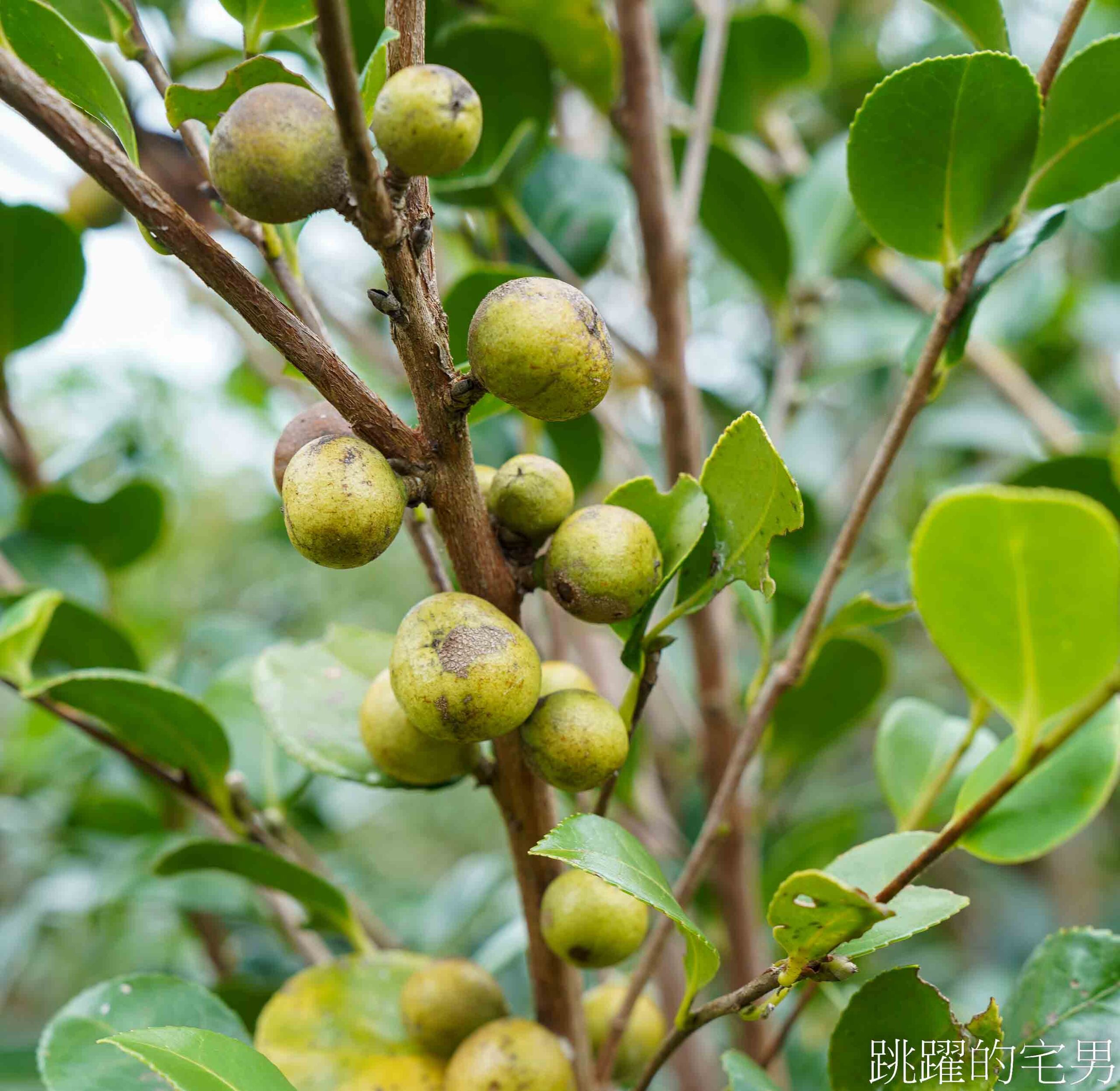 [台灣苦茶油推薦]天水生態農場-MUJI無印良品都能買到花蓮苦茶油，35位小農自然友善種植台灣原生種苦茶樹，2024金評獎茶油組優選，ITI國際風味評鑑3星，有機苦茶油、產履小果苦茶油