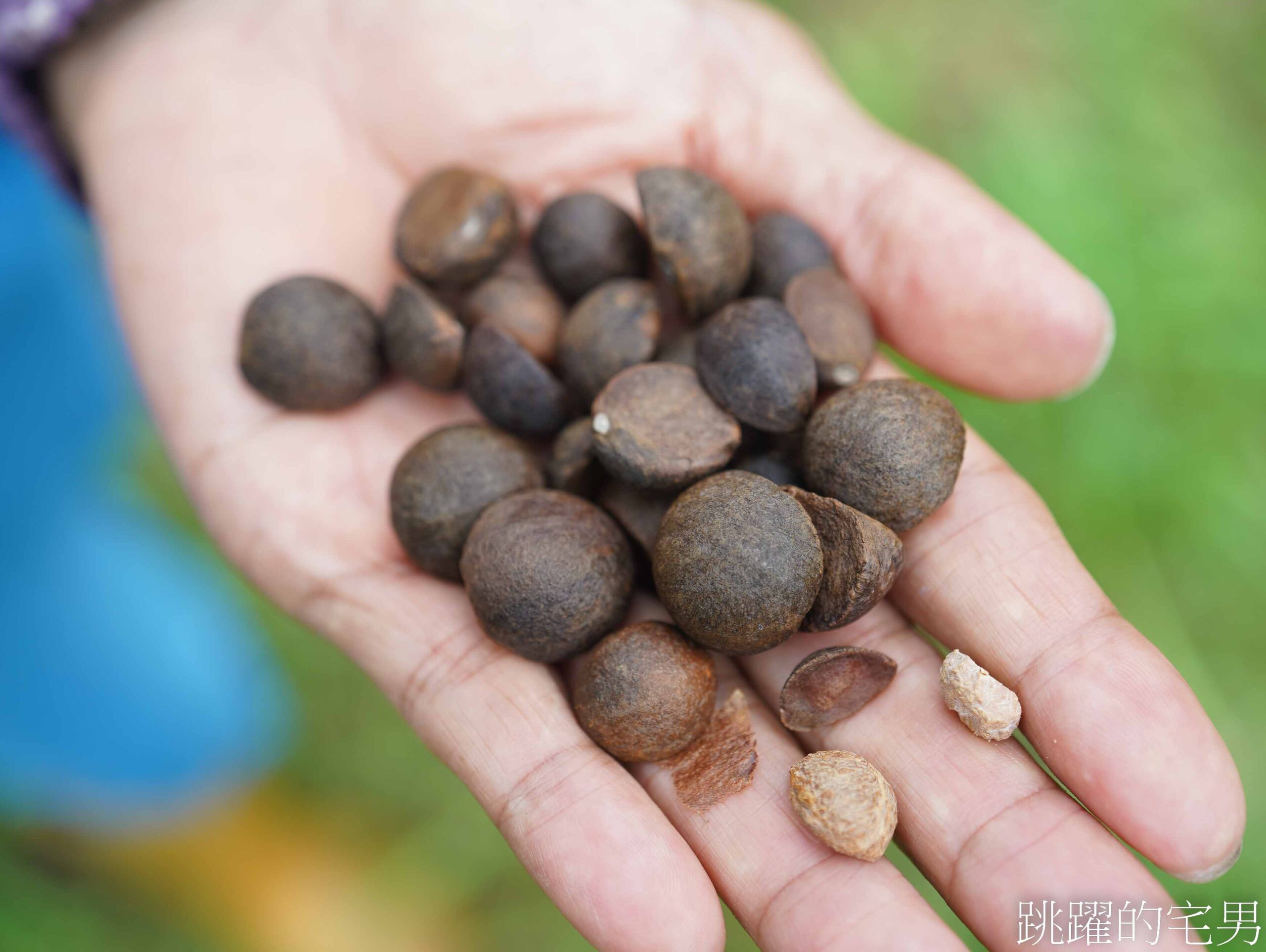 [台灣苦茶油推薦]天水生態農場-MUJI無印良品都能買到花蓮苦茶油，35位小農自然友善種植台灣原生種苦茶樹，2024金評獎茶油組優選，ITI國際風味評鑑3星，有機苦茶油、產履小果苦茶油