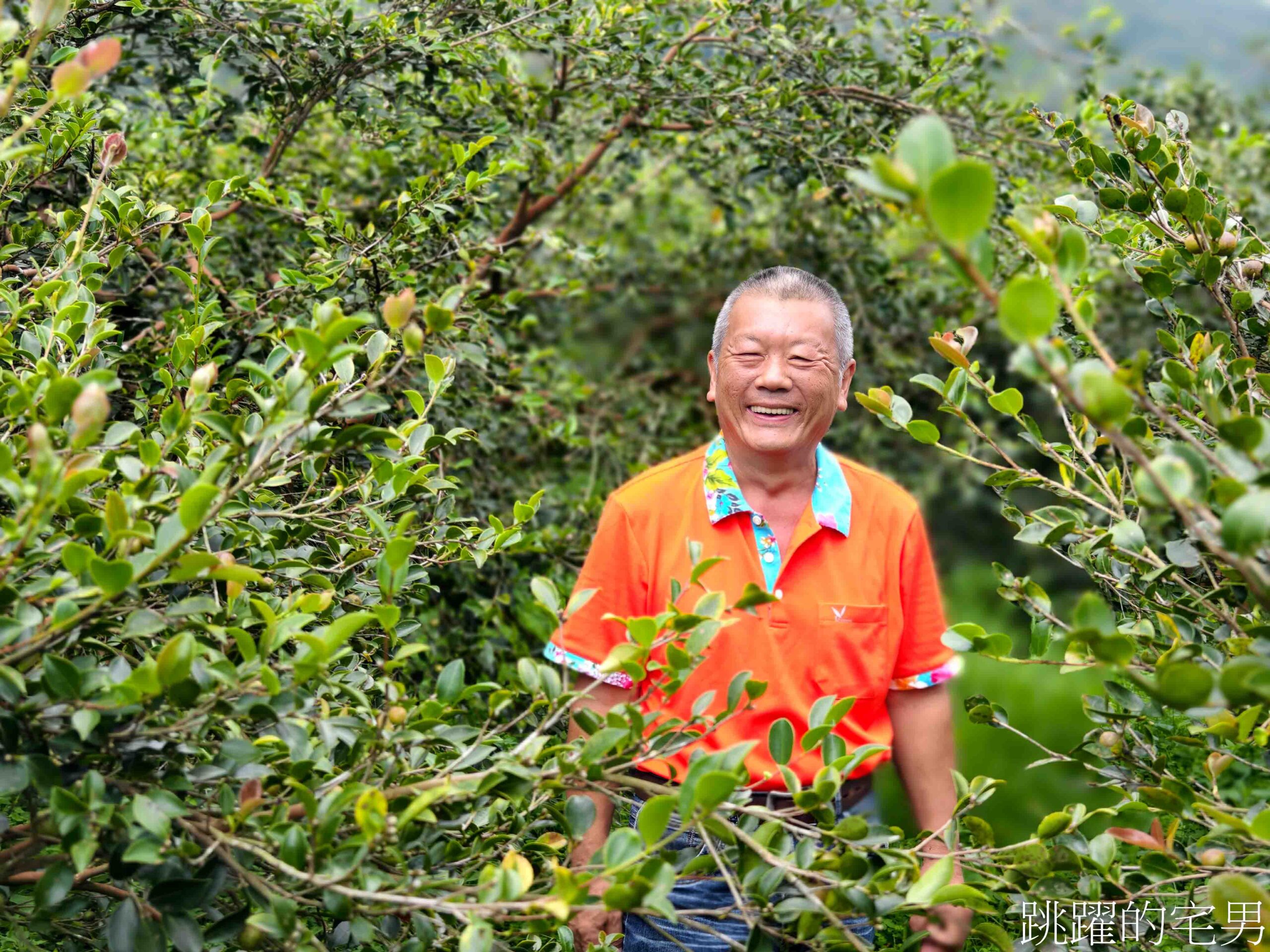 [台灣苦茶油推薦]阿步農園-農糧署全國賽第一名「教科書等級般的草生栽培」20年老欉油茶樹，花蓮有機苦茶油推薦