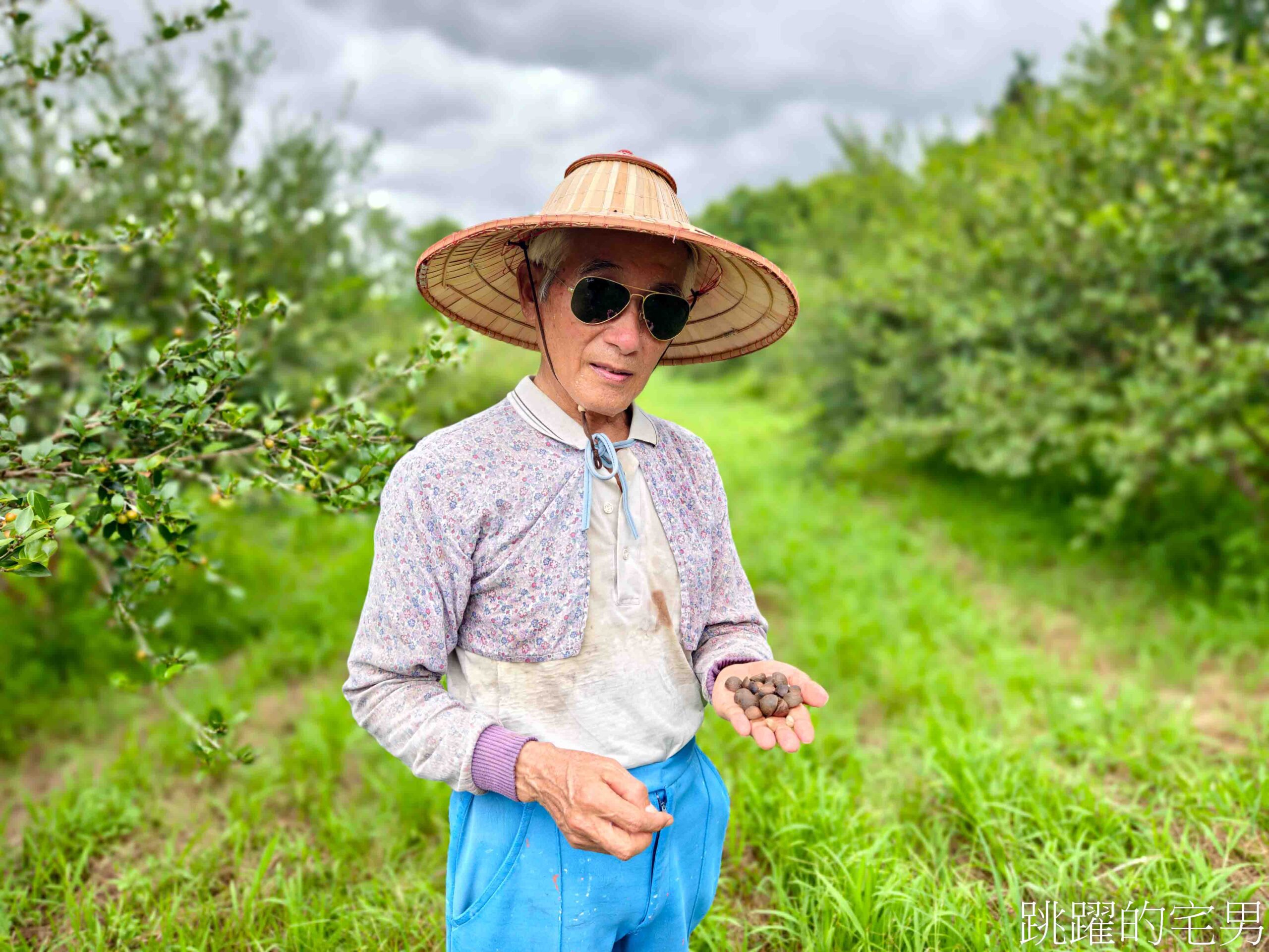 [台灣苦茶油推薦]天水生態農場-MUJI無印良品都能買到花蓮苦茶油，35位小農自然友善種植台灣原生種苦茶樹，2024金評獎茶油組優選，ITI國際風味評鑑3星，有機苦茶油、產履小果苦茶油